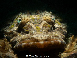 Crocodilefish Close up - taken with Olympus OMD-5 MII 60m... by Tim Steenssens 